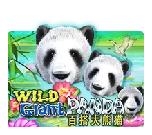 Wild Giant Panda - STAYSLOT168